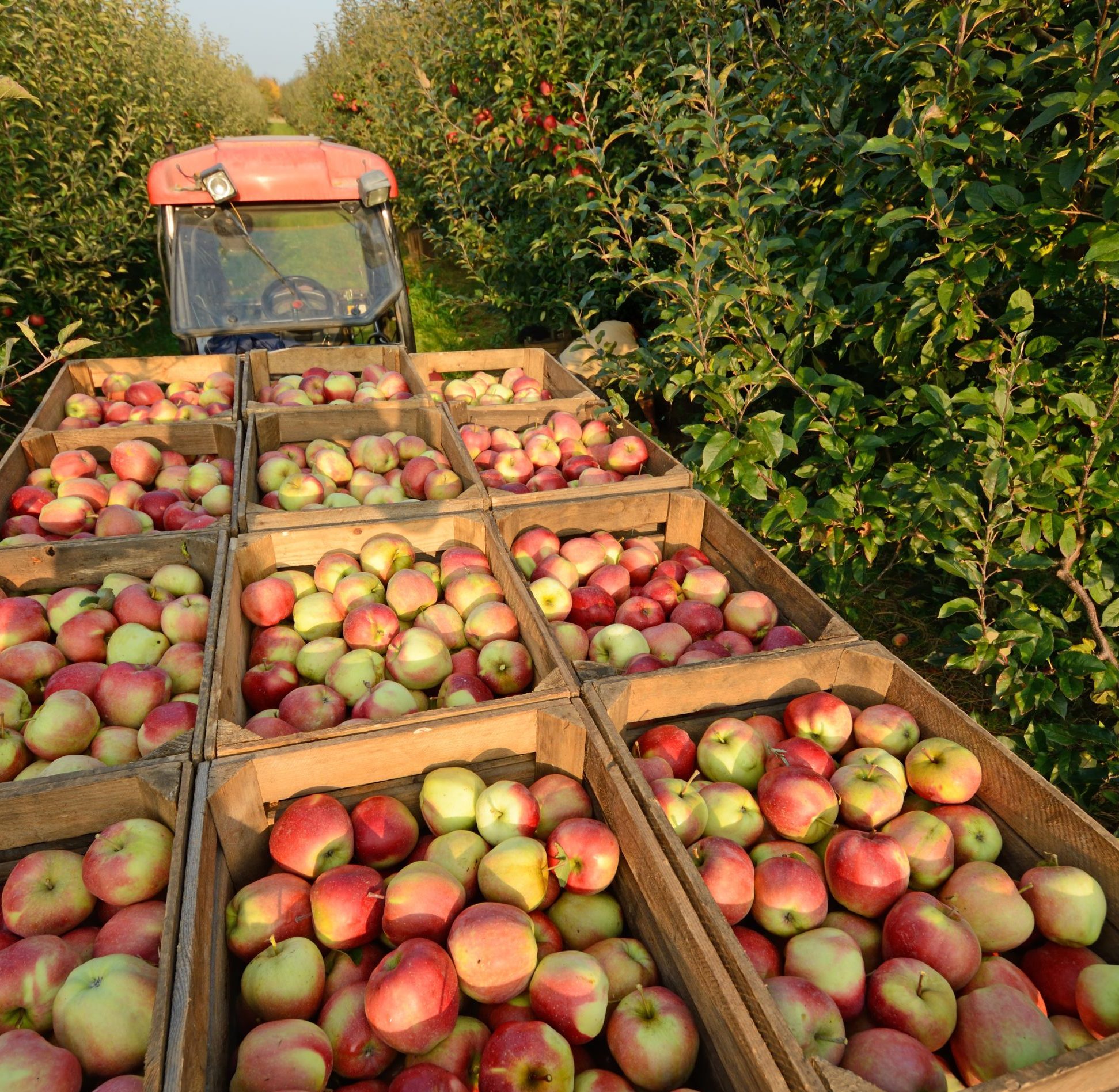 apple boxes